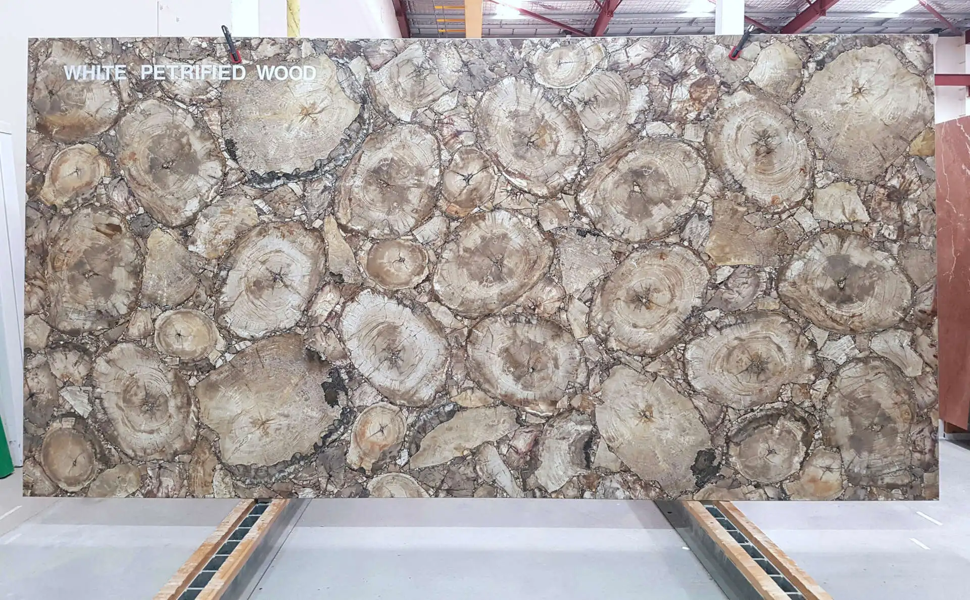 半贵重宝石圆形切割天然白色木化石石板