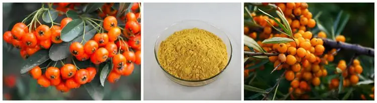 ISO Factory Supply High Quality Natural Sea Buckthorn Berry Juice Powder.jpg