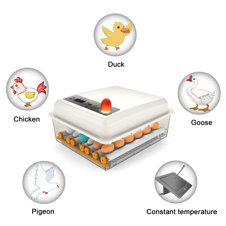 16egg incubator-19.jpg
