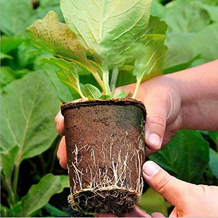 Paper Plant Pot 50pcs Starters Seedling Herb Seed Nursery Cup Biodegradable 