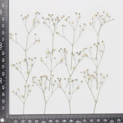 Babysbreath white.jpg