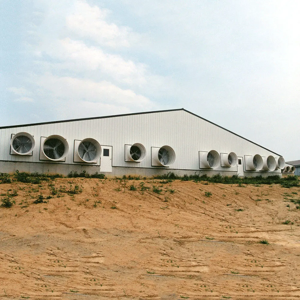 High-quality commercial poultry sheds for sale manufacturers for poultry farm-5