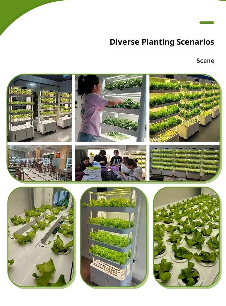 product a one rr we32 smart home automatic indoor hydroponic planting cabinet high productivity irrigation system hydroponics equipment-9