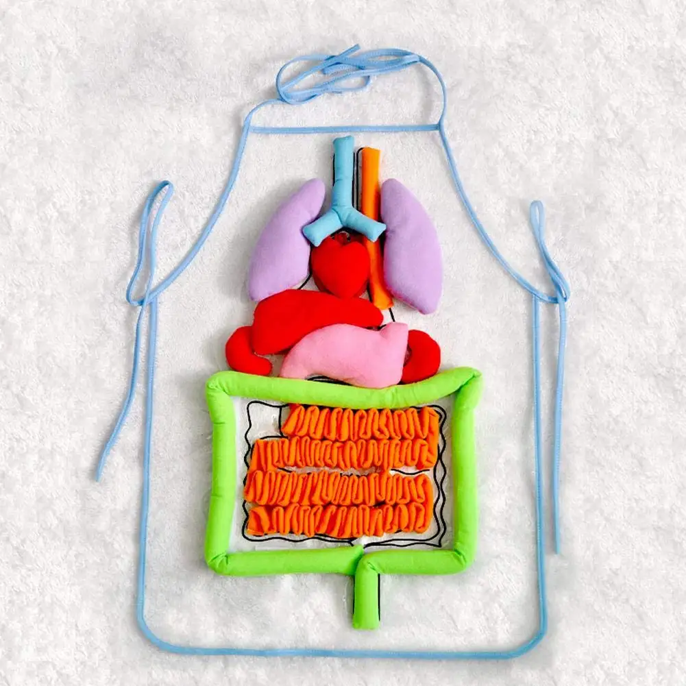 kids anatomy apron