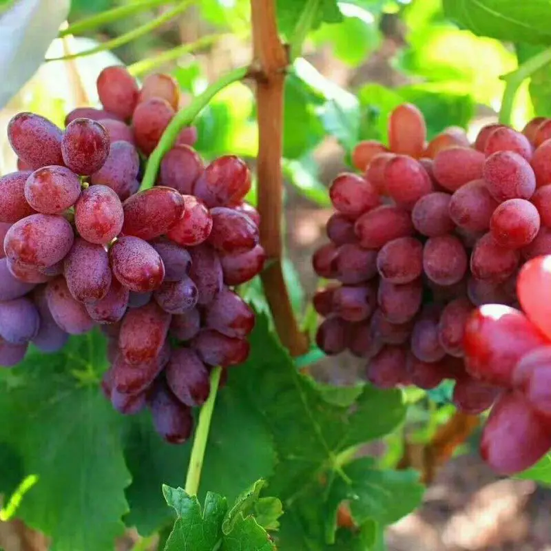 Fresh Red Globe Grapes Chinese Red Grapes Red Globe Grape - Buy High ...