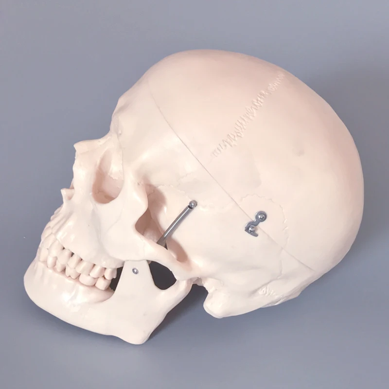 Studying PVC 21cm 1kg Human Skull Anatomy Model