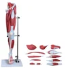 Anatomic model of leg muscles,Removable anatomical model of lower limb muscle