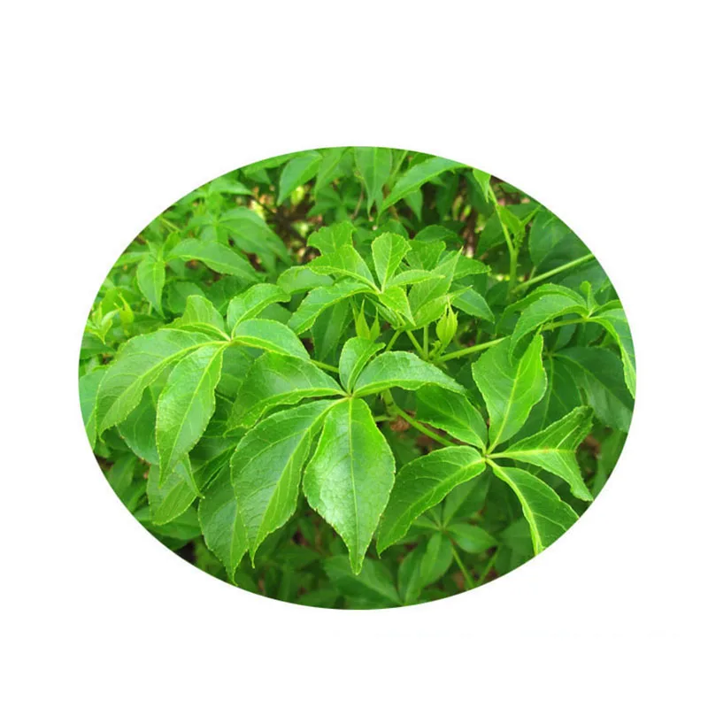 high quality medicine raw water-soluble siberian ginseng extract