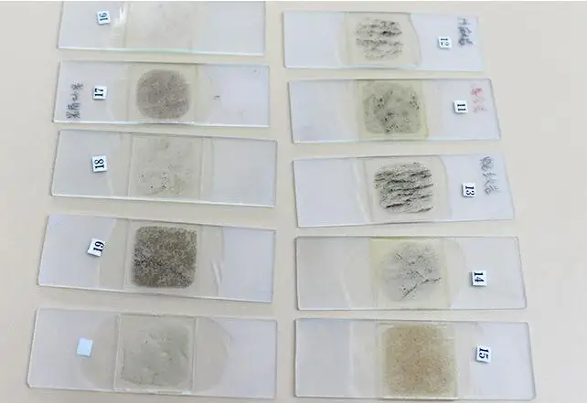 Shockproof 24pcs Rock Microscope Slides For Educational Lab
