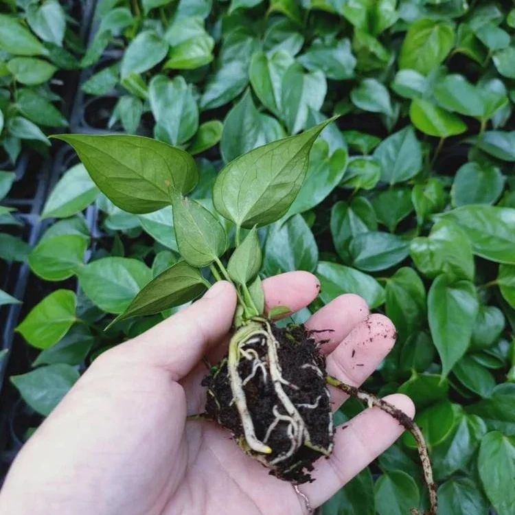 组培苗红掌马都拉植物幼苗
