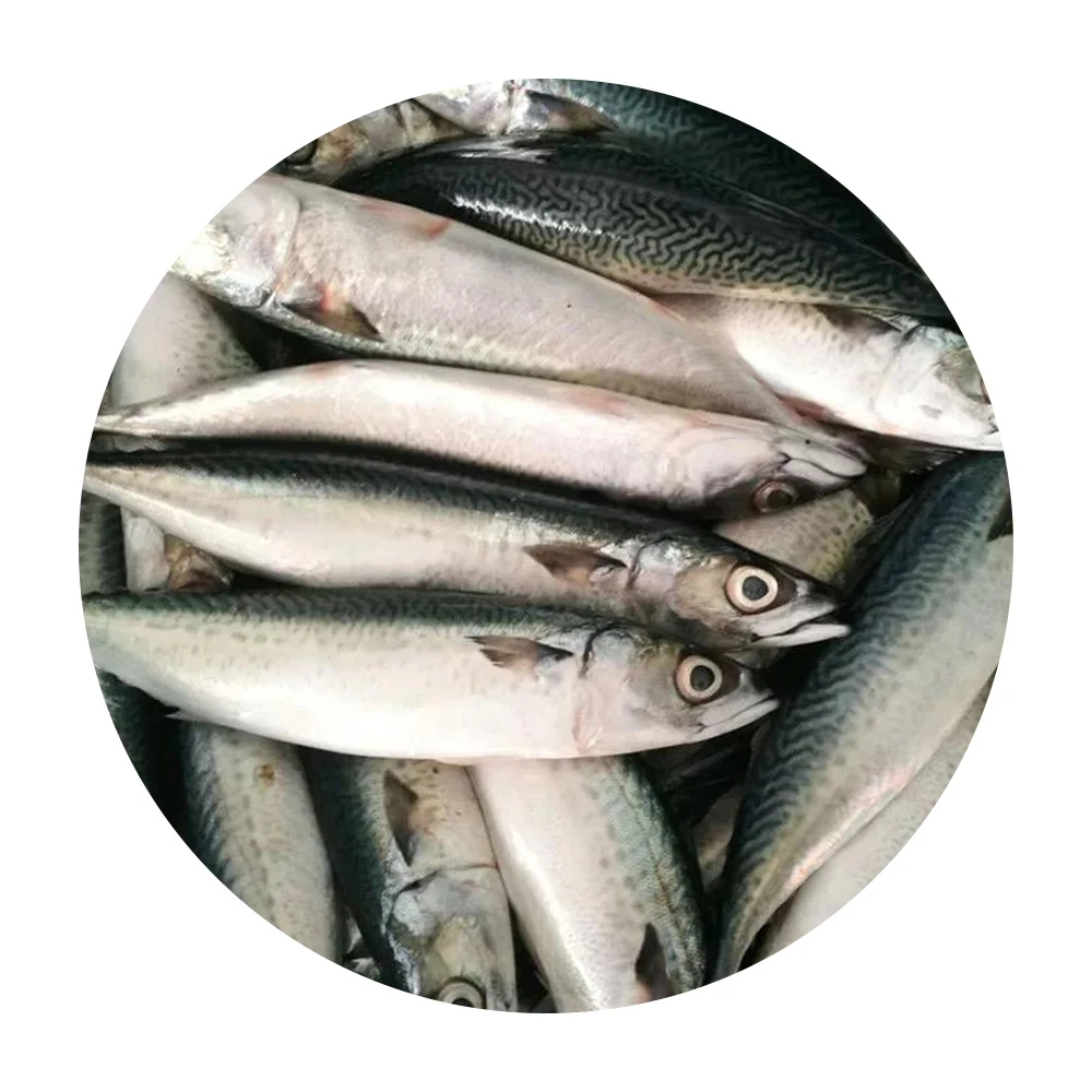 Good Quality Fresh Frozen Sea Fish Mackerel Frozen Fish For Wholesale ...