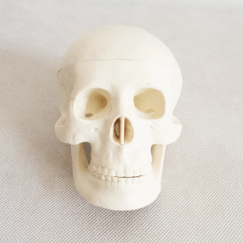product teaching resources medical science colorful natural size human skull model oral cavity with anatomy detachable fixed bone model-3