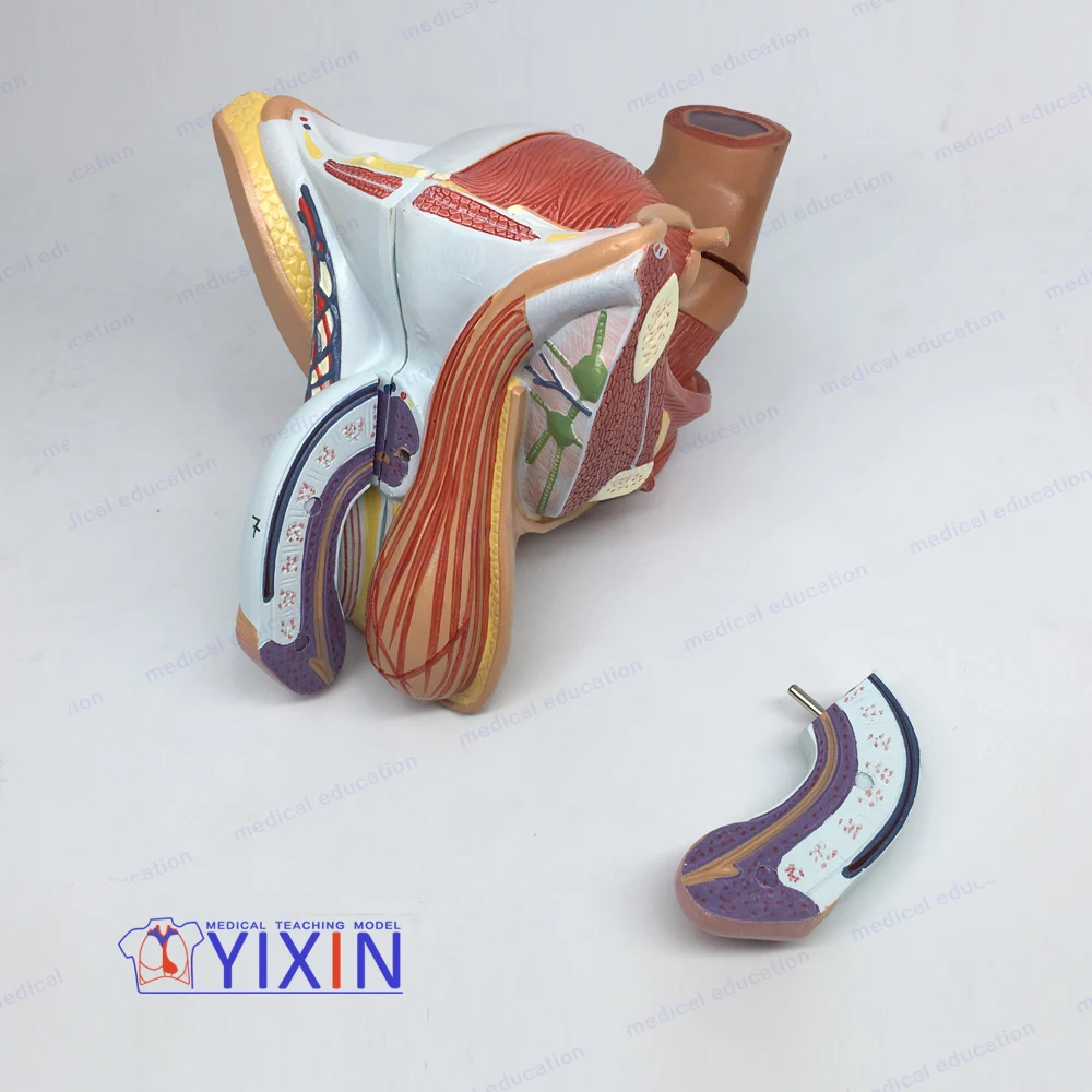 男性生殖器官,4部分 (解剖模型,教育模型)