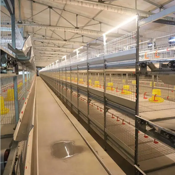 battery chicken layer cage.jpg