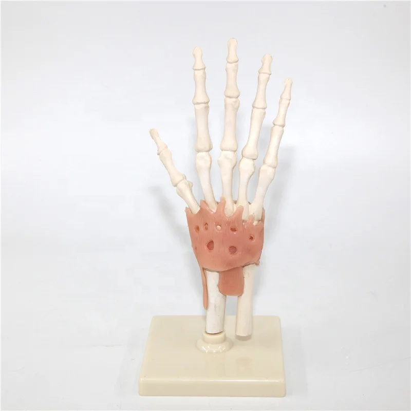 биологическая рука