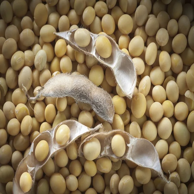 Fresh Green Pure Natural Additivefree Raw Soybeans For Sale Buy Raw