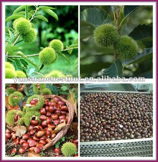 Fresh Chinese Chestnuts.jpg