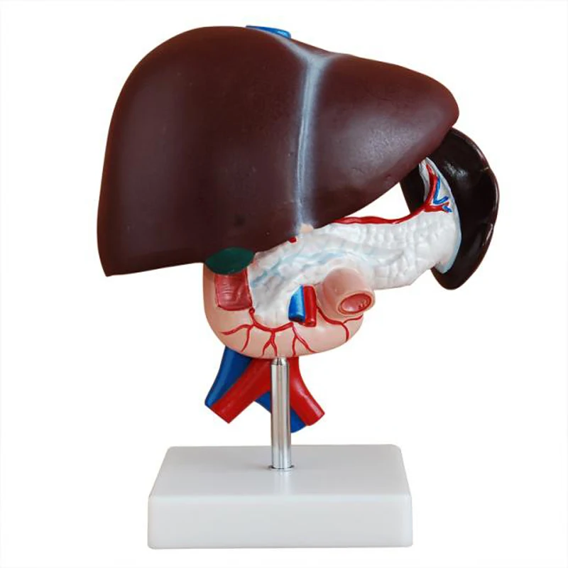 Life Size Human Anatomy Liver Pancreas And Duodenum Model Surgery Medical Display