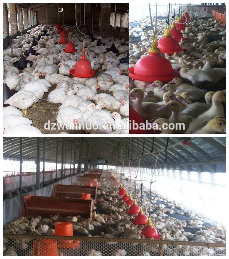 chicken plasson drinker