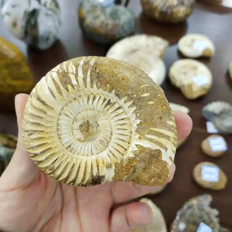 Decor Stone Rainbow Natural Conch Ammonite Fossil Specimens of Madagascar