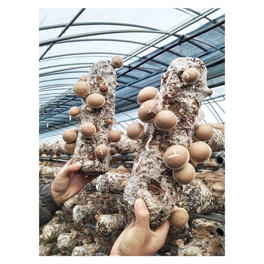 
Hot selling shiitake mushroom spawn bag dehydrate vegetables 