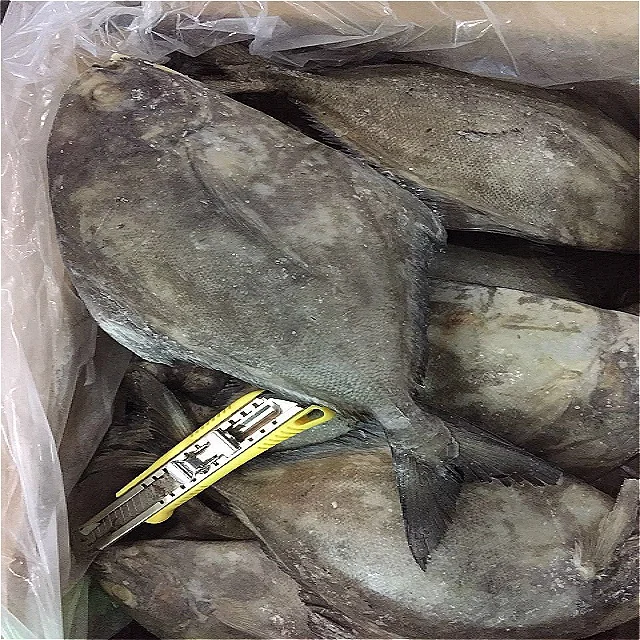 Frozen-black-pomfret-WR-3