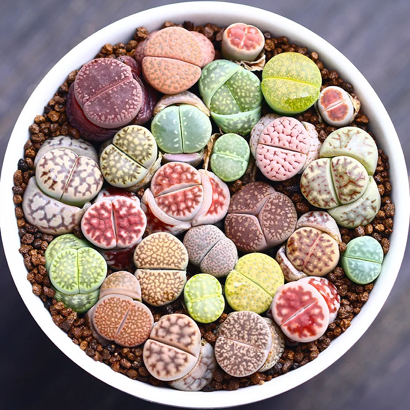 
Plants Nurseries Wholesale Home Garden Decorate Mini Lithops Succulent Cactus 