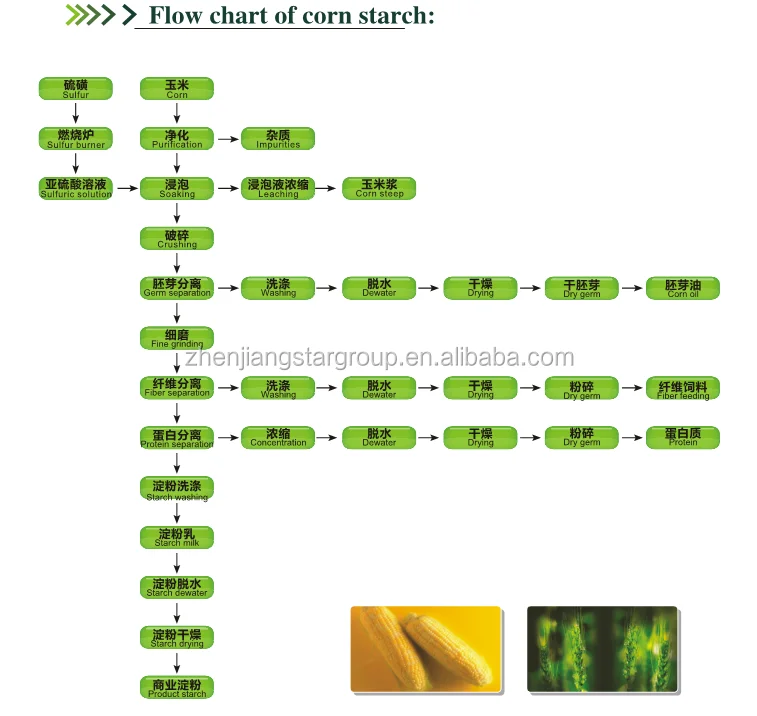 Corn Starch producing  