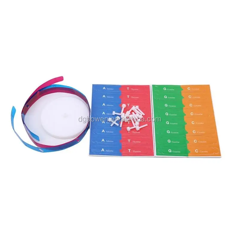 Helix Human Genes DNA Models Science Popularization Teaching Supplies Tool New 