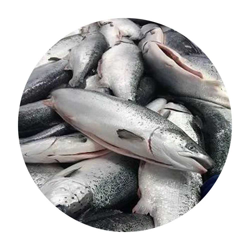 Best Quality Frozen Salmon Fish,Fresh Frozen Salmon Fillet / Salmon