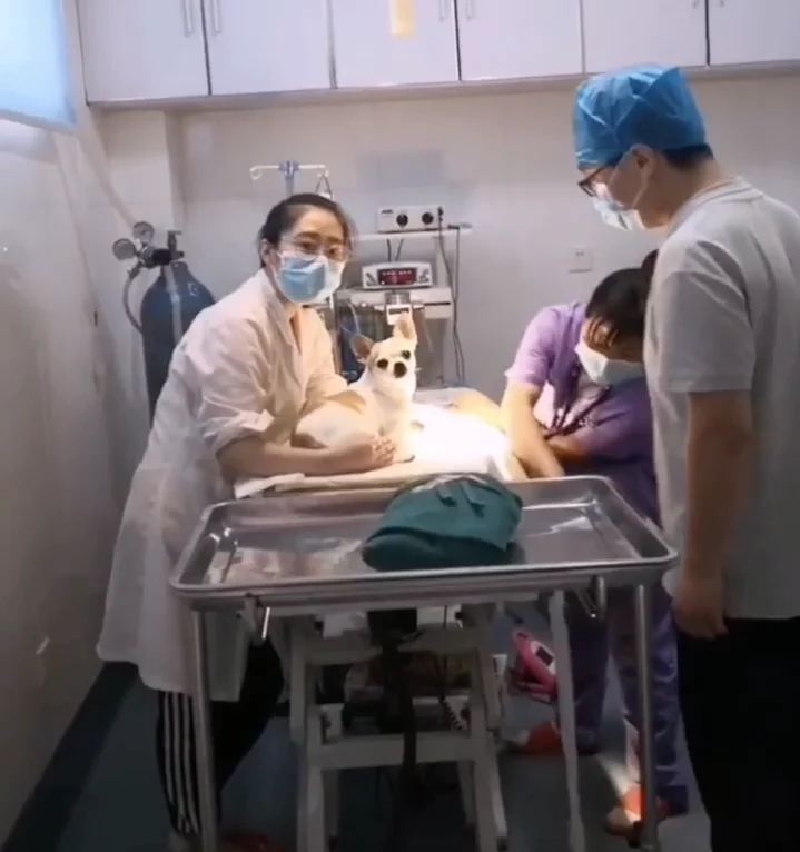 Pet Medical Operating Table Used Veterinary Surgery Table Veterinary