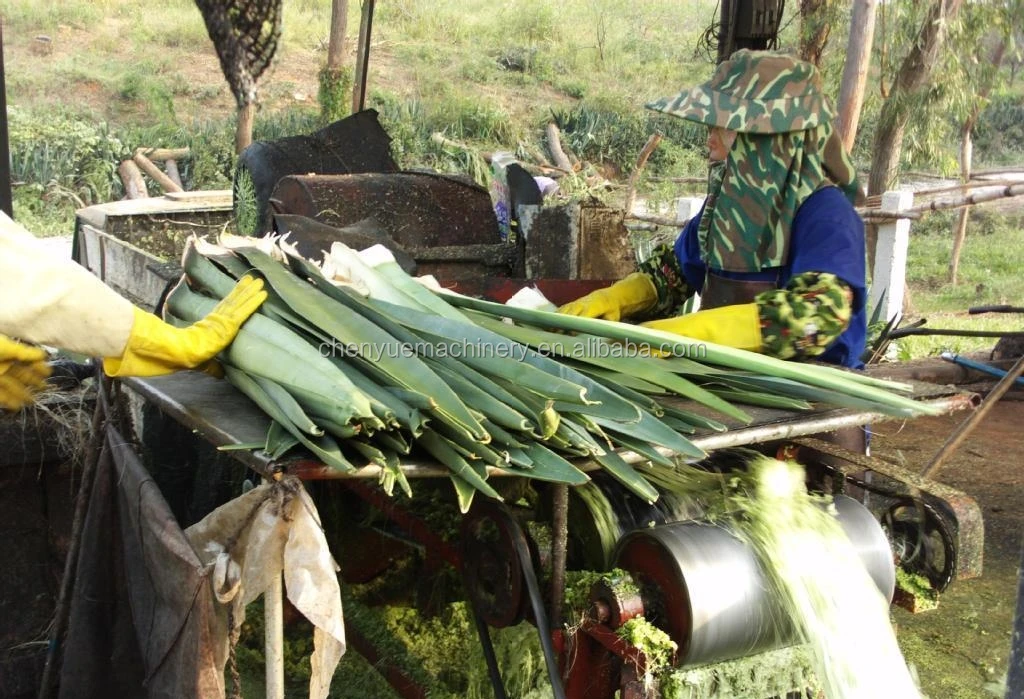 Pineapple Fiber Processing Extracting Machine Sisal Jute Hemp Flax Fiber Scraper Buy Pineapple