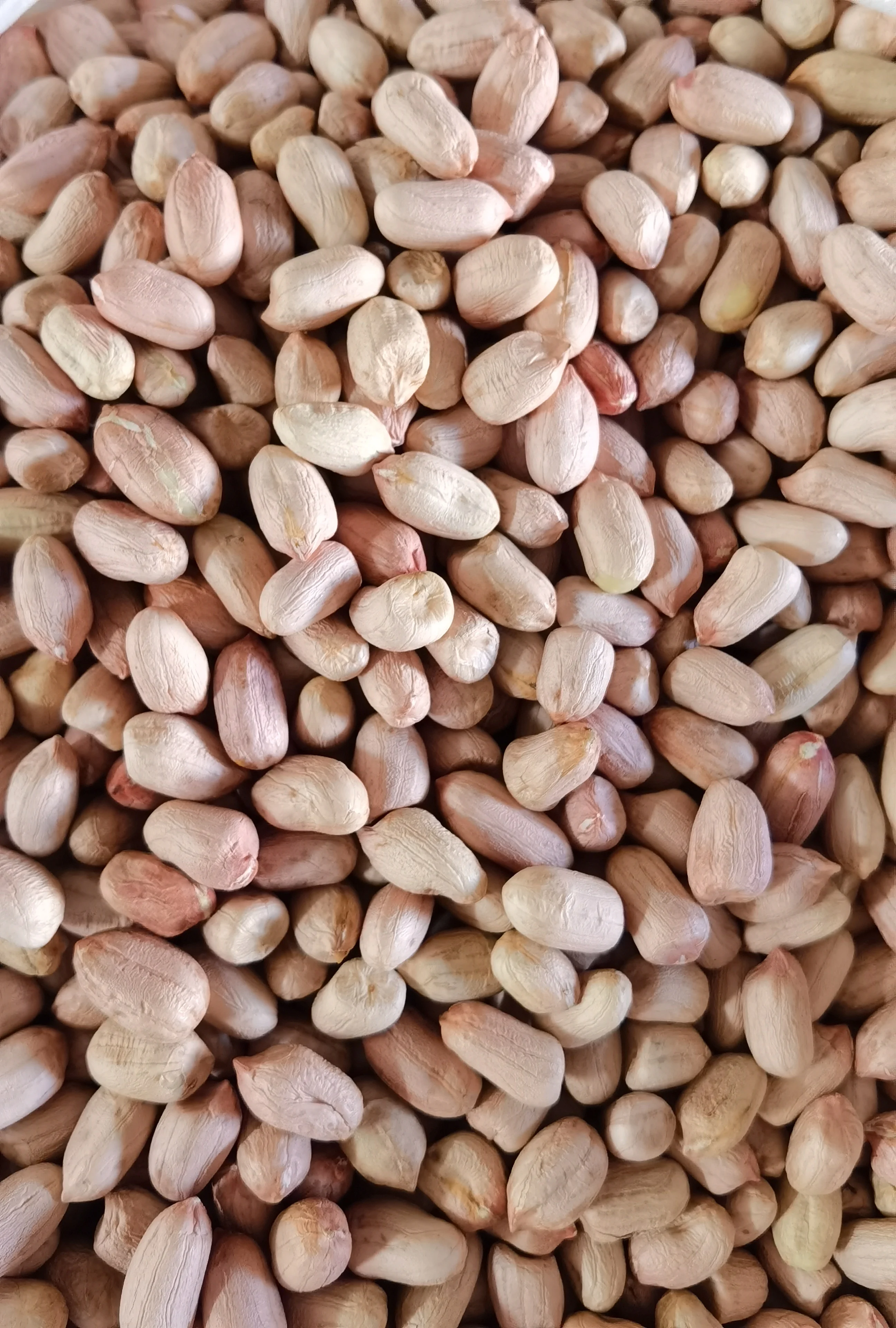 buyers wholesale jumbo raw bold blanched peanuts kernels for cooking supplier