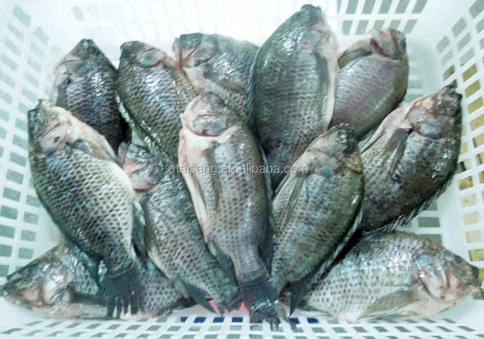 Es Ggs Nila Memusnahkan Gilled Skala Ikan Utuh Buy Es Ggs Ikan Nila Ikan Nila Memusnahkan Gilled Skala Ikan Nila Ikan Utuh Product On Alibaba Com