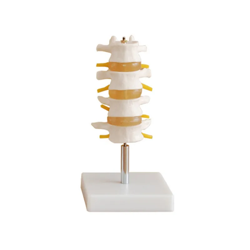 增加腰椎椎板切除术组4件