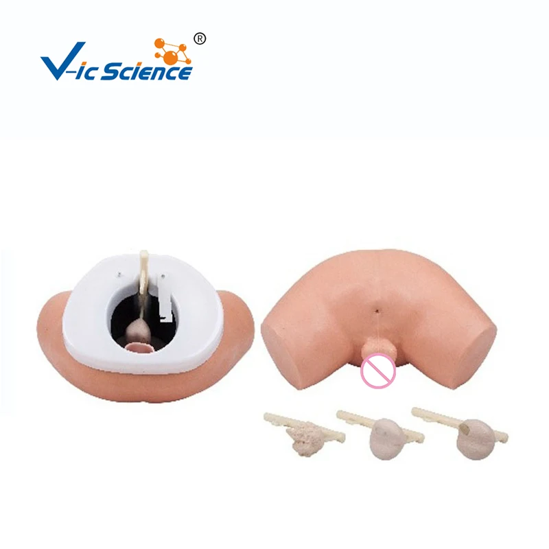 Prostate Simulators Four Interchangeable Prostates Examination Simulator Basing on ...