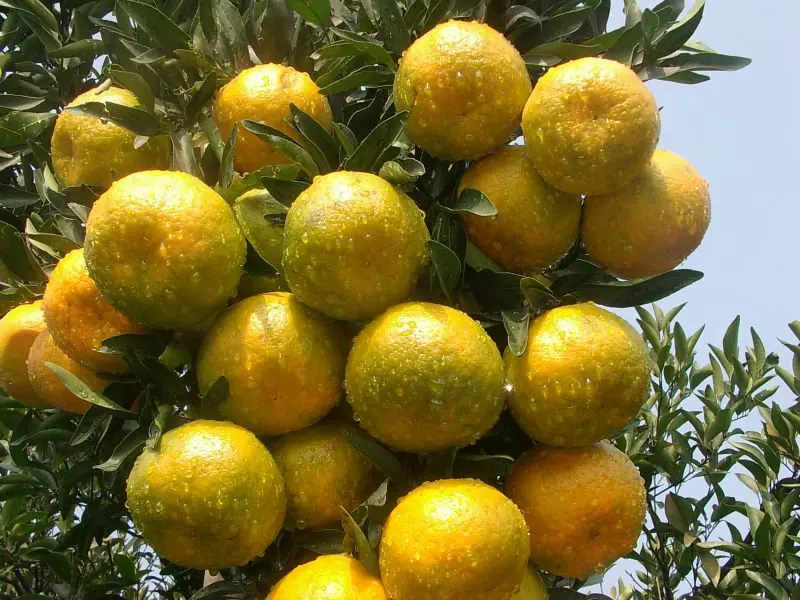 Orange Sacs Buy Mandarin Orange Sacs,Orange Juice,Orange Sacs For