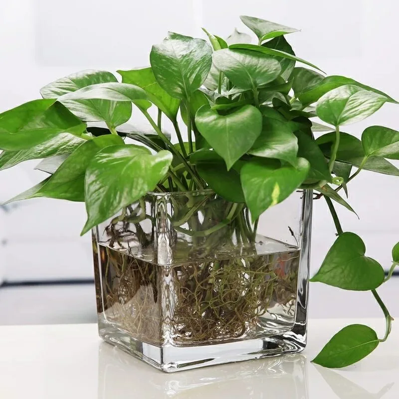 方形透明玻璃花瓶玻璃植物水培容器花瓶