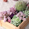 /product-detail/v-3251-new-products-wholesale-artificial-succulents-plants-for-flower-arrangement-62242887075.html