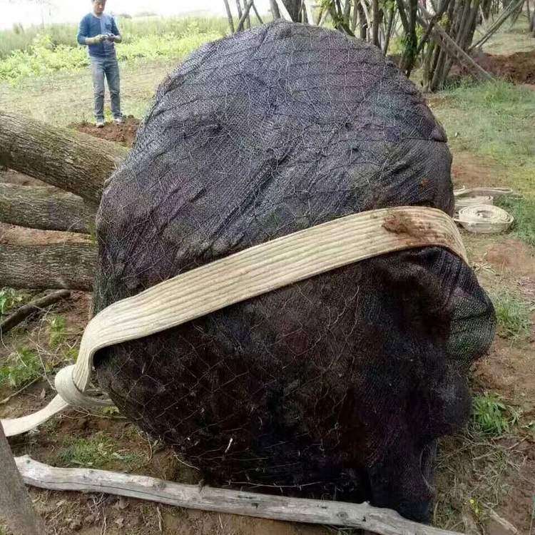 Tree Wire Basket,/tree Root Ball Netting For Tree Root/remove Trees Wire Mesh Buy Tree Wire