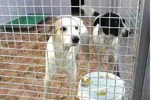 3 dog cage.jpg
