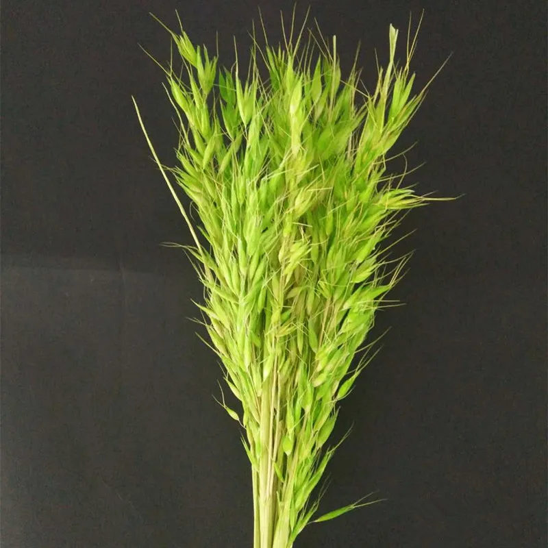 批发10 种颜色可用天然干成熟耳朵花保留小麦 Buy 天然小麦 干小麦 小麦干product On Alibaba Com