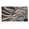 BQF whole round frozen todarodes pacificus and illex argentina squid for sale