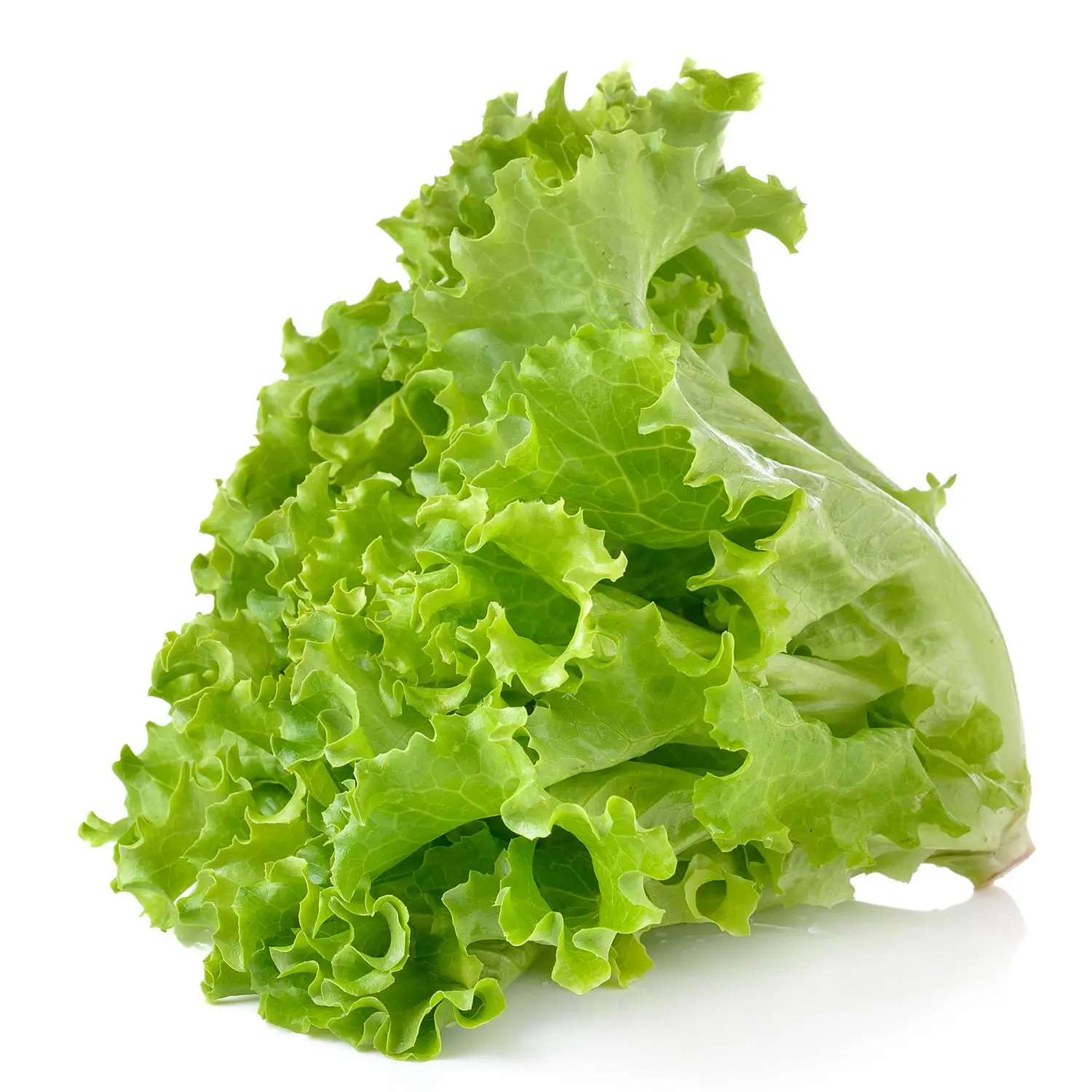 Factory Supply Green Leaf Lettuce Green Salad Romaine Lettuce Seeds For Growing Buy High Quality Green Leaf Lettuce Seeds High Germination Rate Green Salad Seeds Wholesale Romaine Lettuce Seeds Product On Alibaba Com