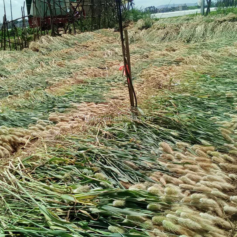 Factory Supply 2021 Trendiest Natrual Plant Dried Uraria Picta Lagurus