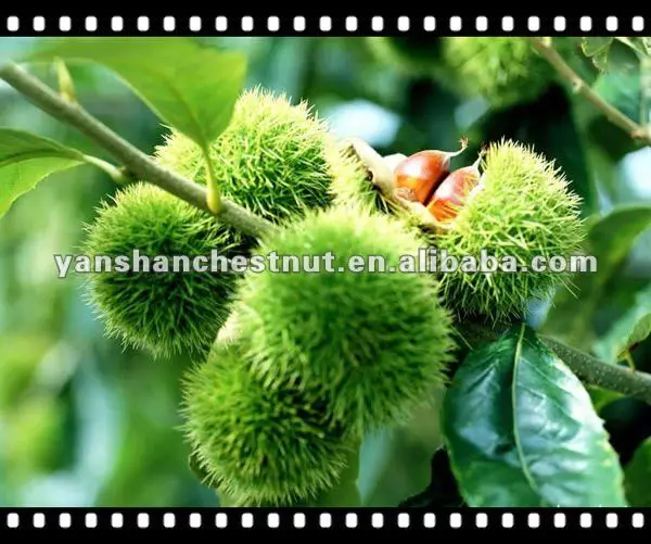 harvesting fresh chestnuts
