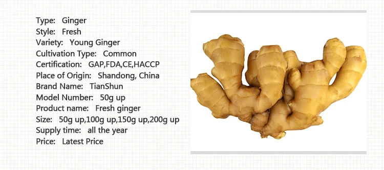 Eksportpriis 1kg China Mature Fresh Ginger