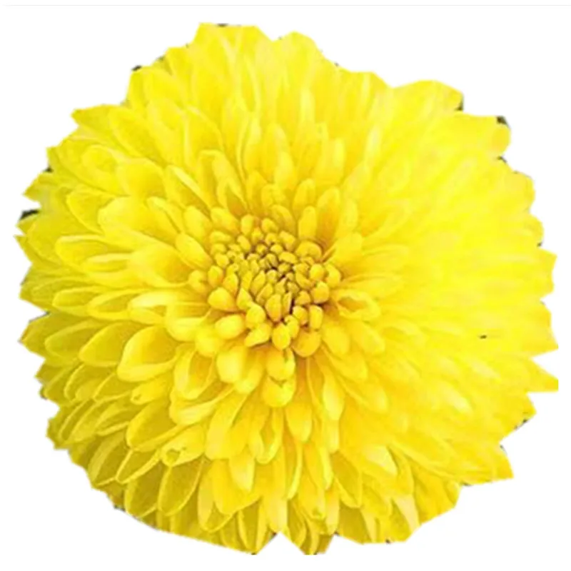 Healthy Green Tea Detox Slimming Tea Yellow Chrysanthemum Tea - 4uTea | 4uTea.com