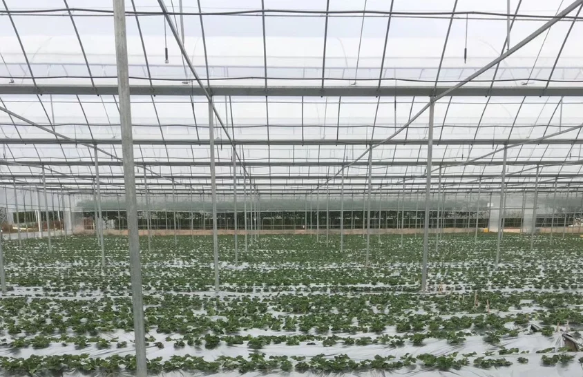 perforated mulch plastic film.png