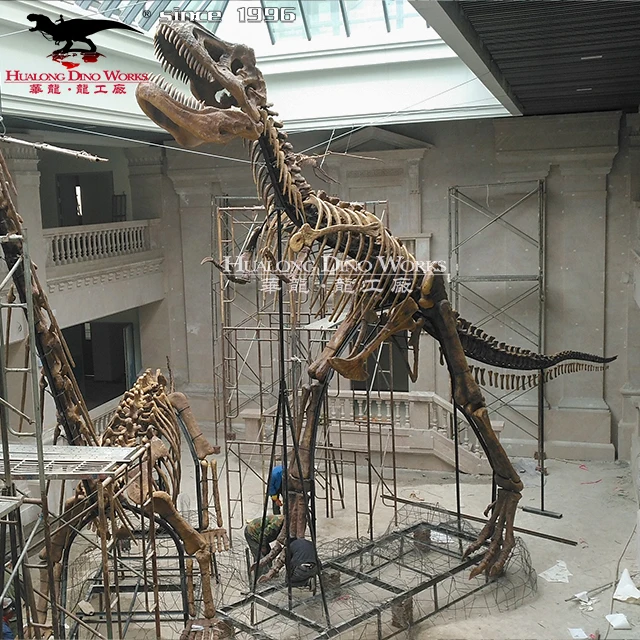 Real Dinosaur Skeleton Tyrannosaurus Skeleton Fossil For Sale Buy